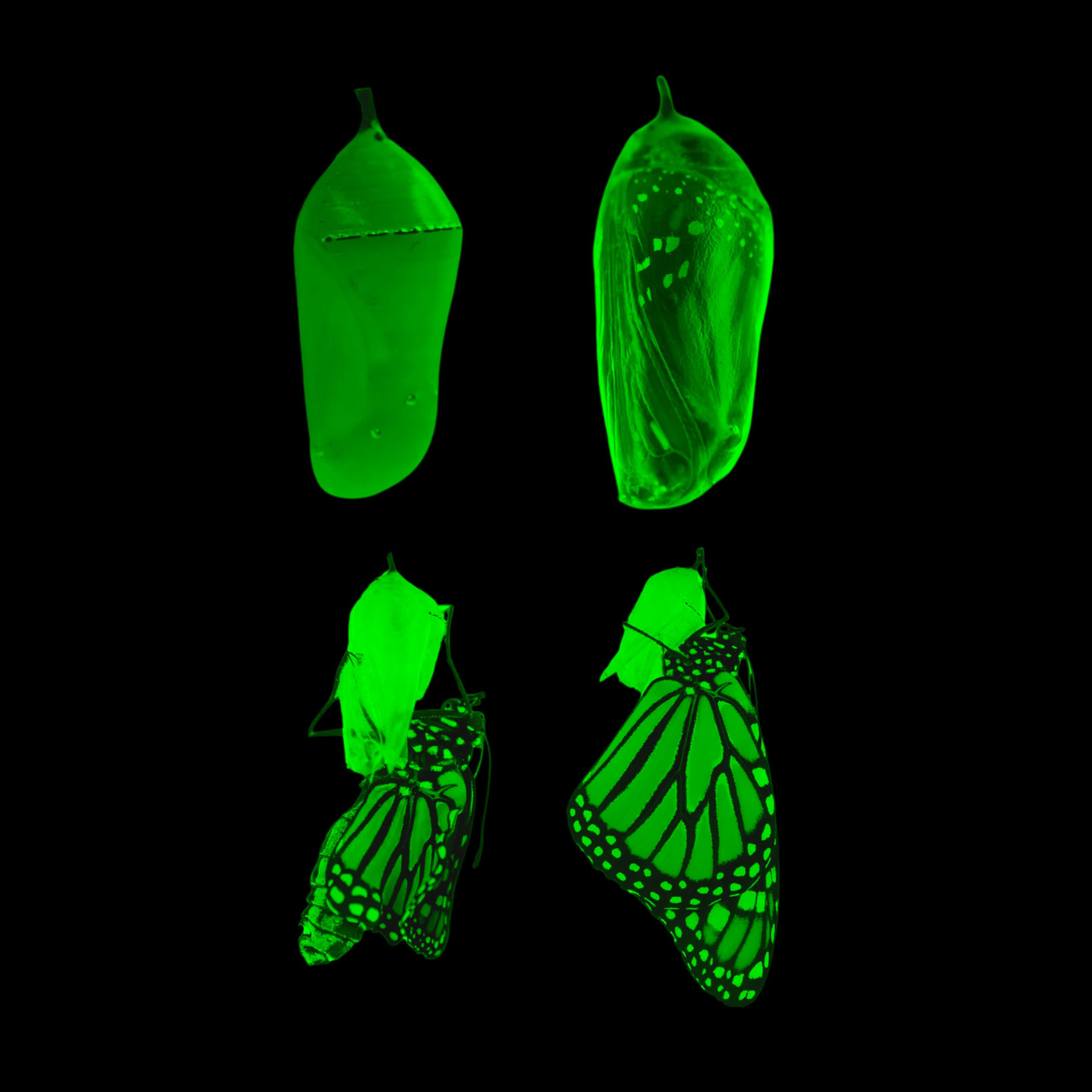 Neurotransition (Brunn & Baldacci Dub Organic Remix)