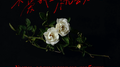 Умри Если Меня Не Любишь （不爱我就去死）专辑