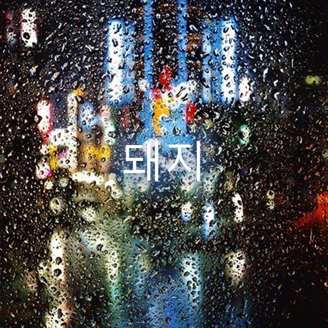 돼지