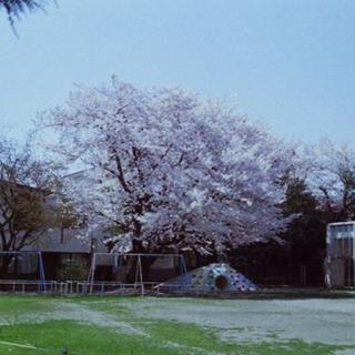 纯情小主播的BGM