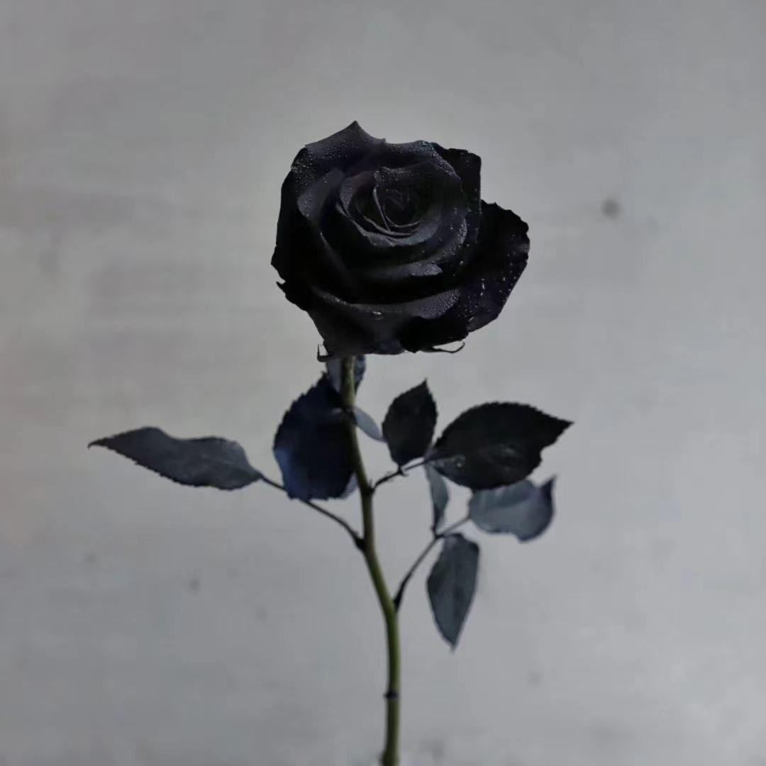I owe you flowers