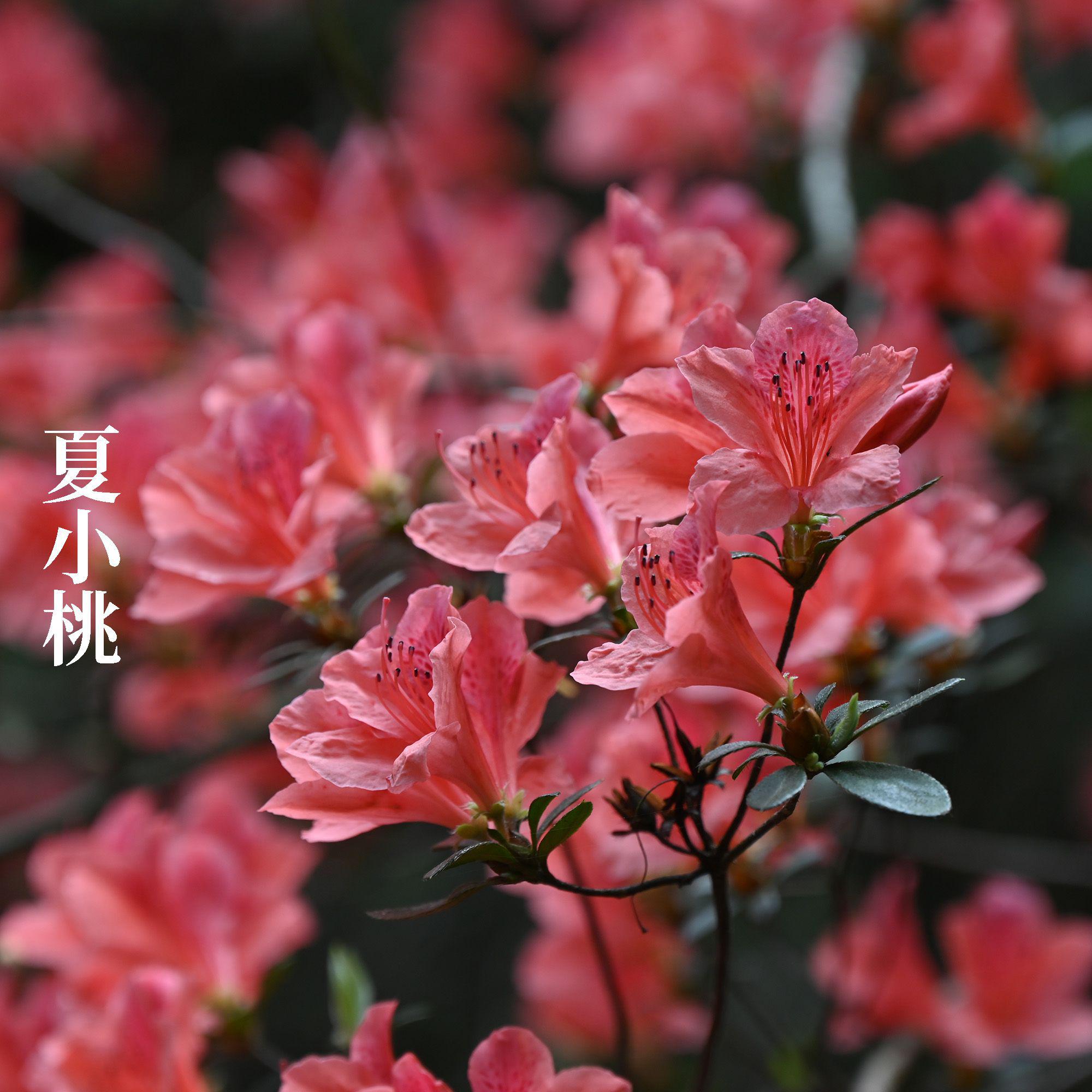 养生冥想SPA 大脑松弛放空轻音乐纯音乐