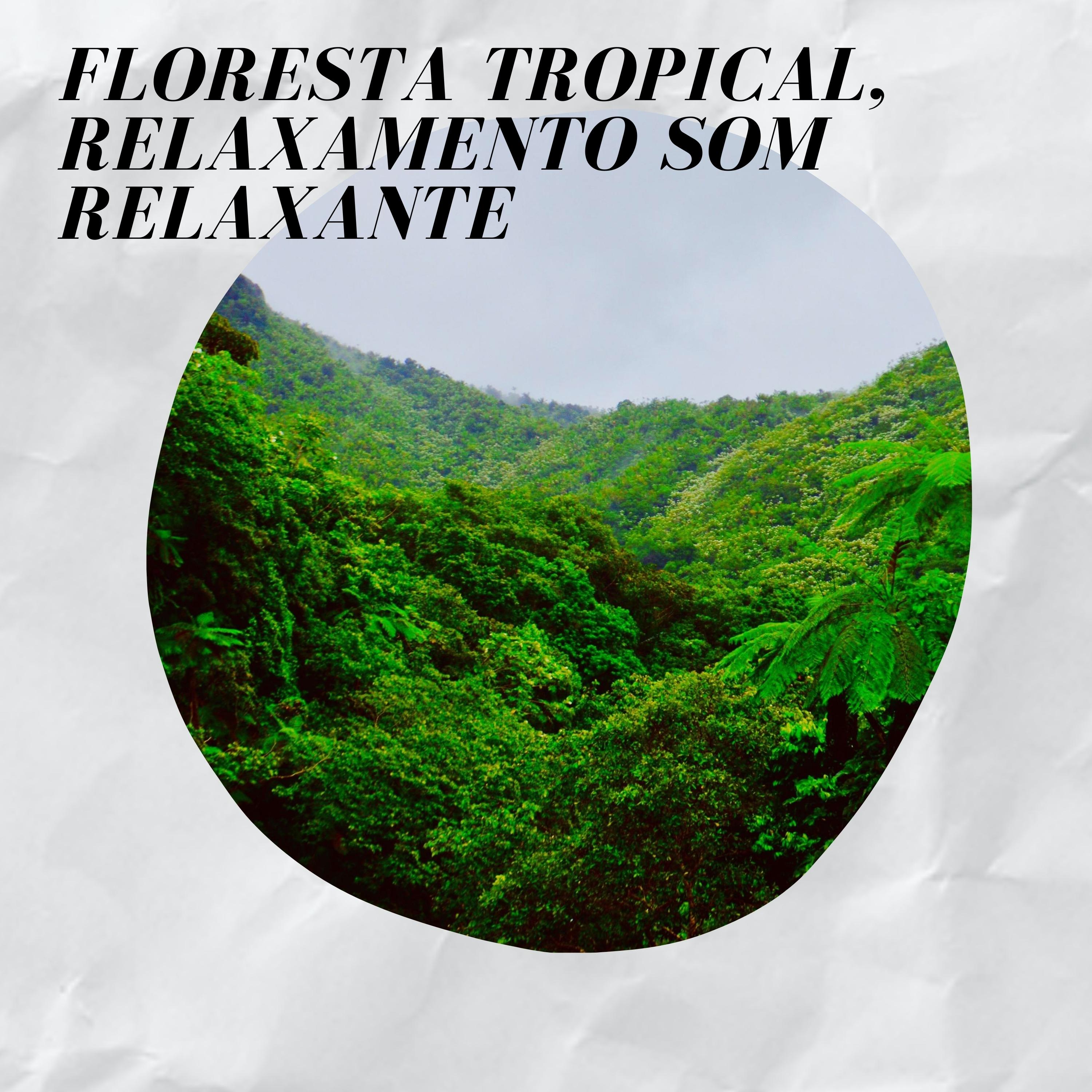 Florestas Tropicais No Mundo