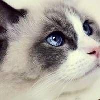 那些被音乐人们唱过的猫