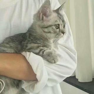 太宰治/村上春树/东野圭吾/川端康城