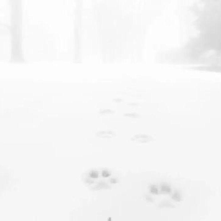 snow fall °·.*