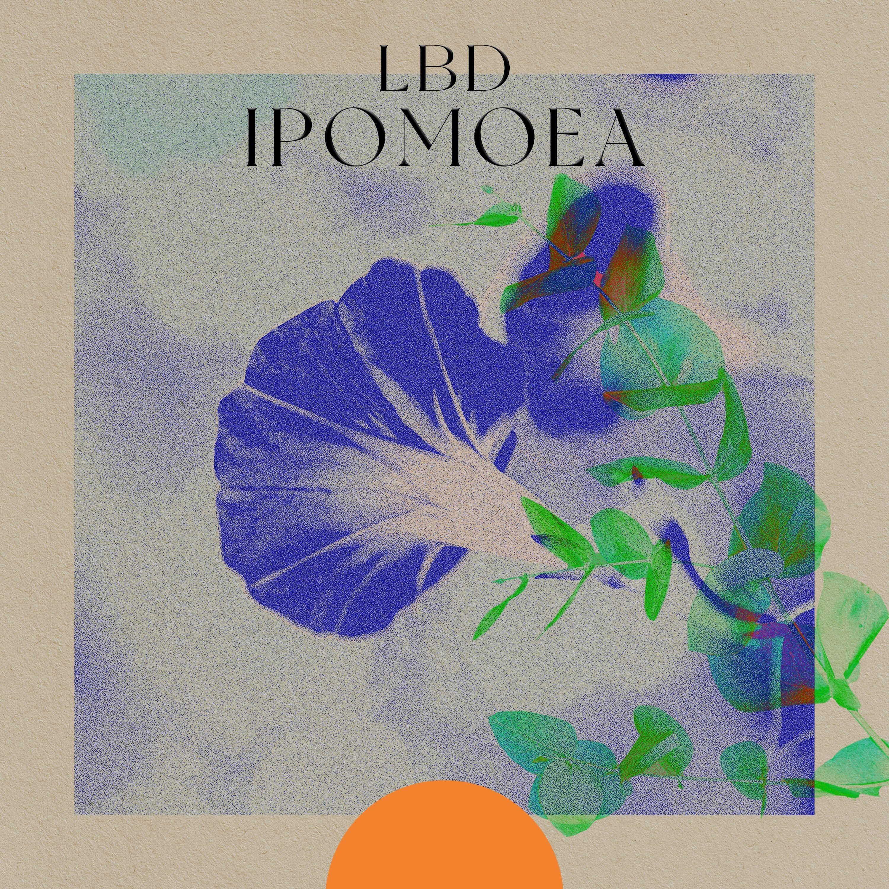 Ipomoea