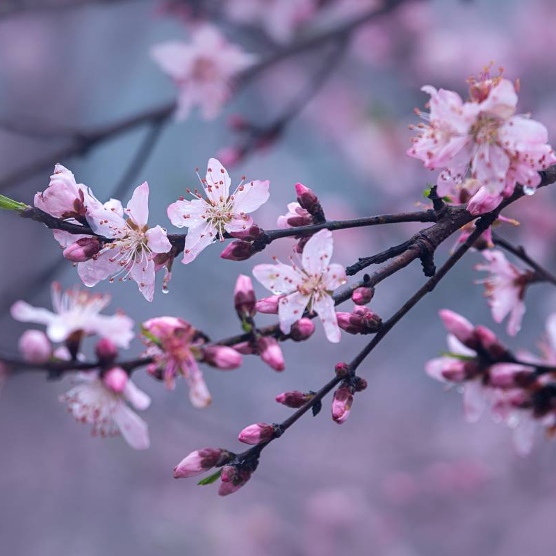 我祝你桃花无数