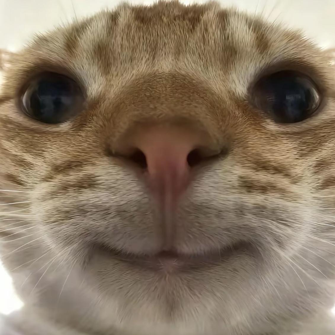 我要擦皮鞋(拼好梗)