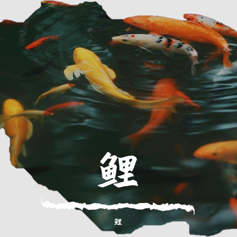 鲤