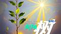 向阳树专辑