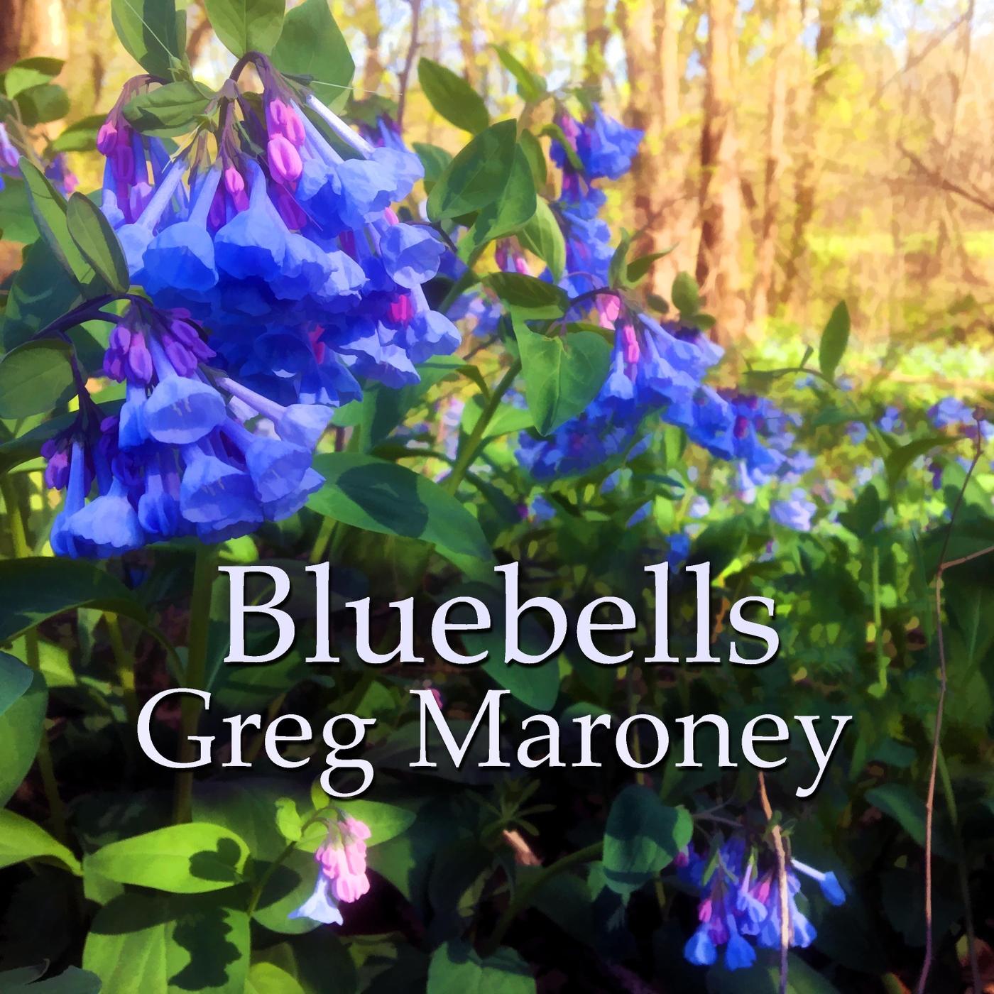 Bluebells