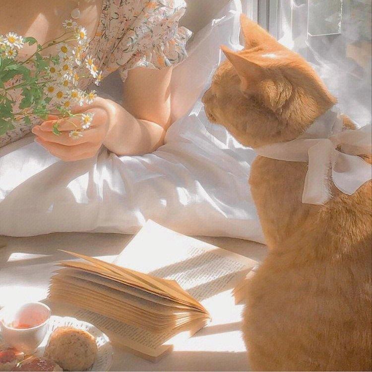 解忧小铺丨养一只猫在晴天里晒太阳