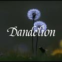 Dandelion