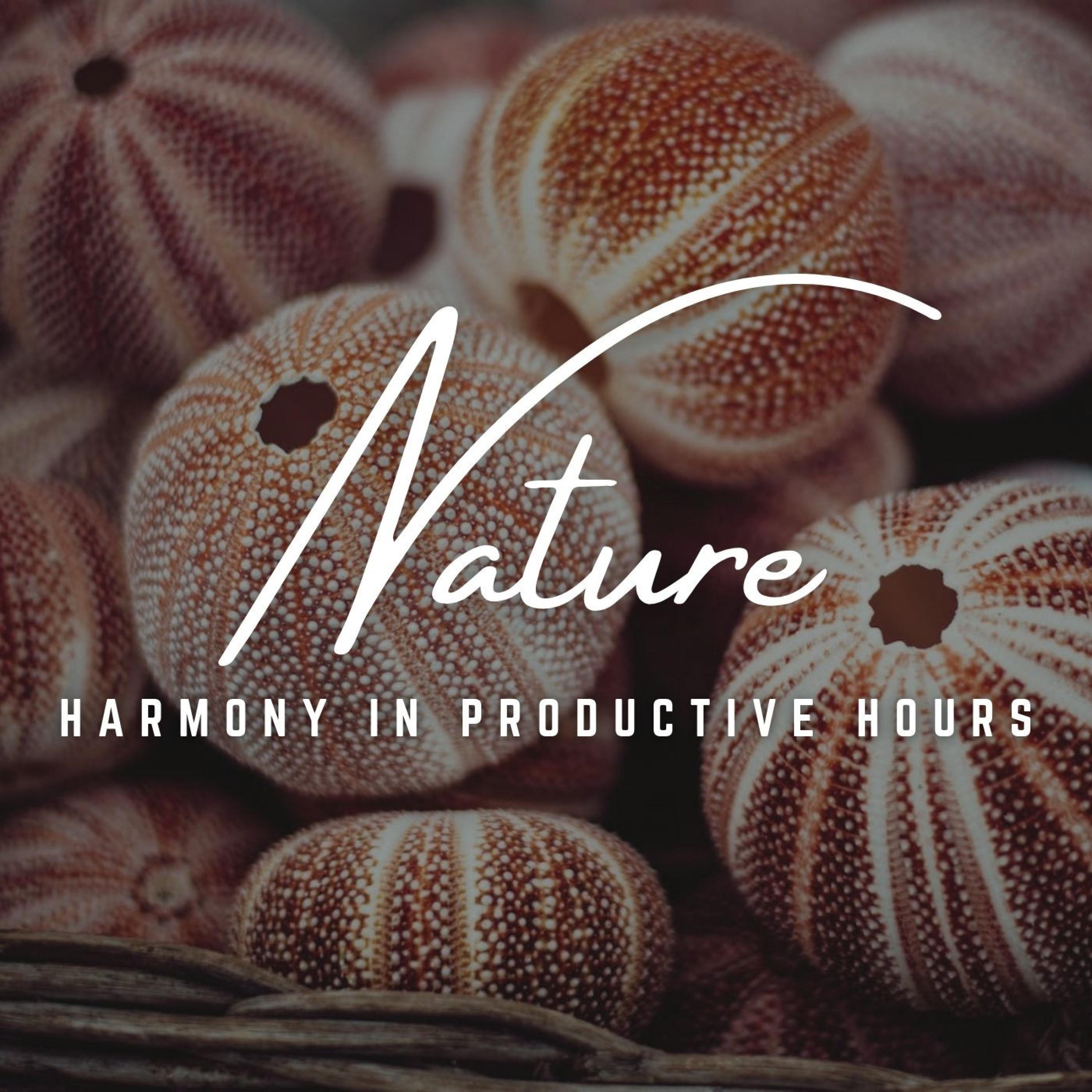Calm Work Music - Harmony in Productive Hours