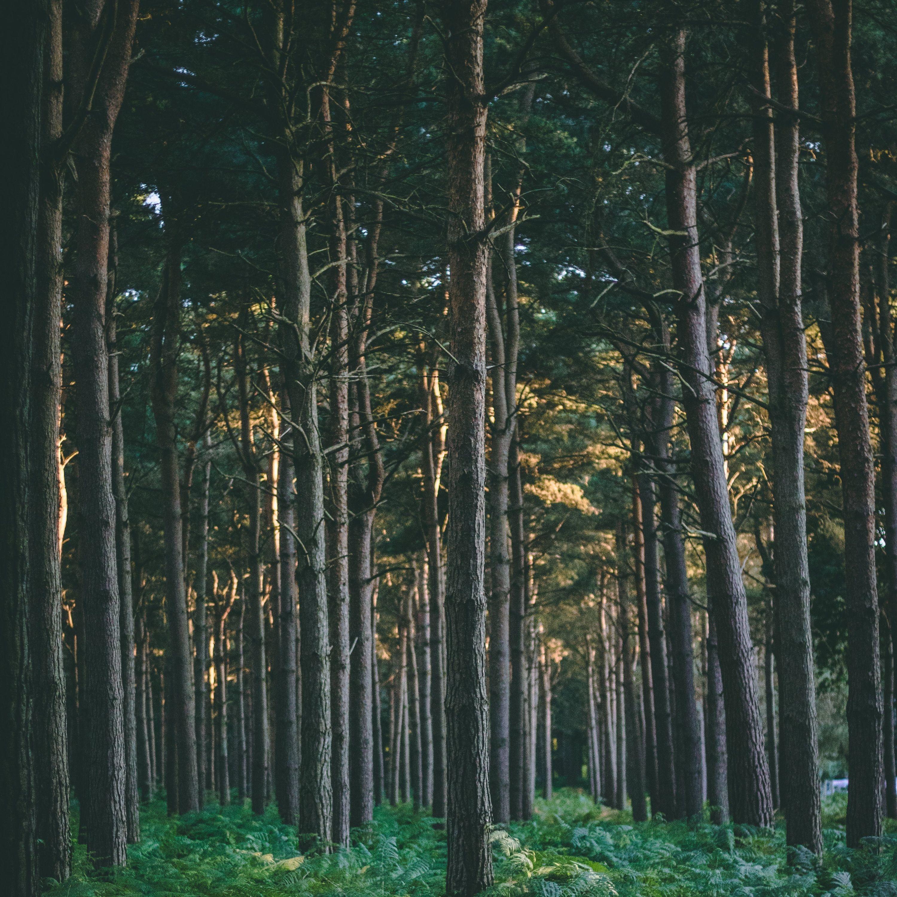 Ambient Tracks to Relax