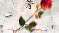执着专辑