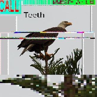 Tooth