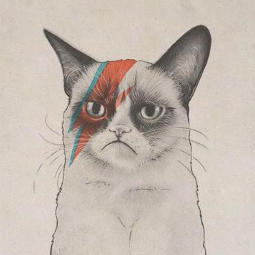 民谣||谁踢了我的脑子？猫都瞧不起我