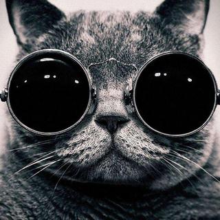 嘘~在下只是一只酷猫