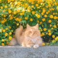 秋日解药|秋色落满怀,猫咪恰自来歌单