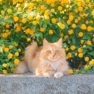 秋日解药｜秋色落满怀，猫咪恰自来