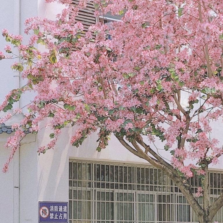 感谢声生不息，再次爱上粤语歌