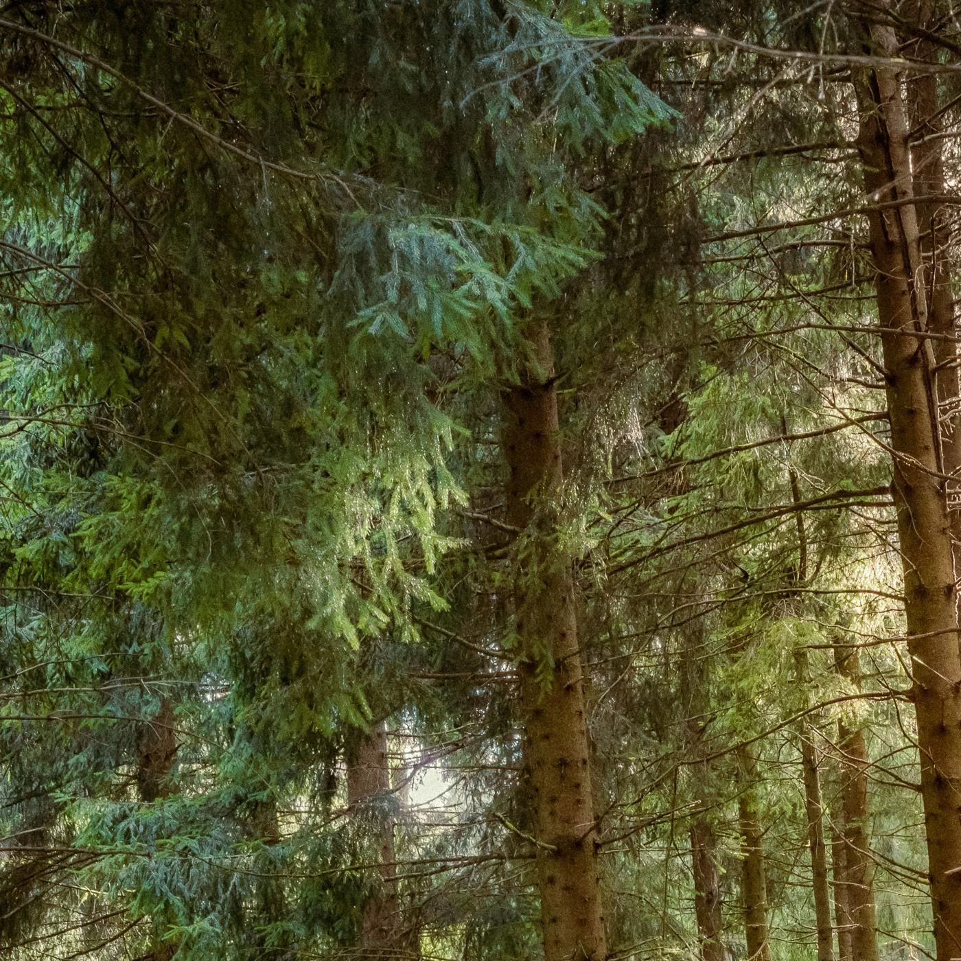 Guiding The Bow Of Life - Baltic Nature Sounds/Natural Sounds/Sleep ...