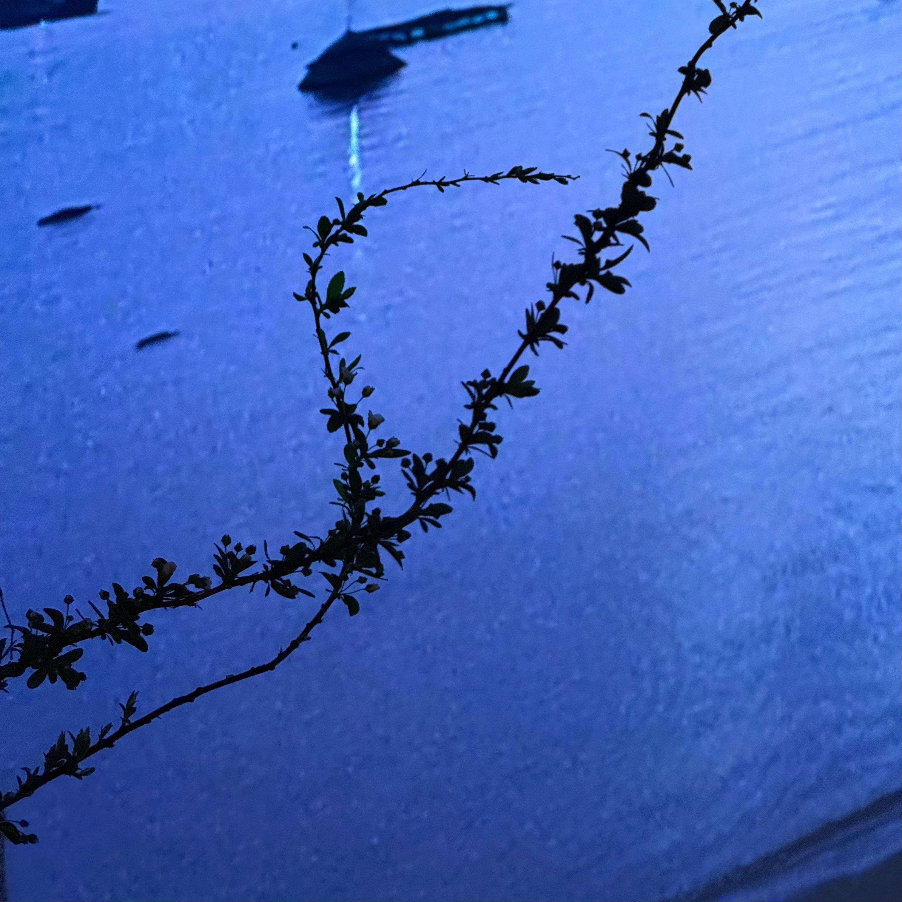 “我不愿意” SASIOVERLXRD Type Beat