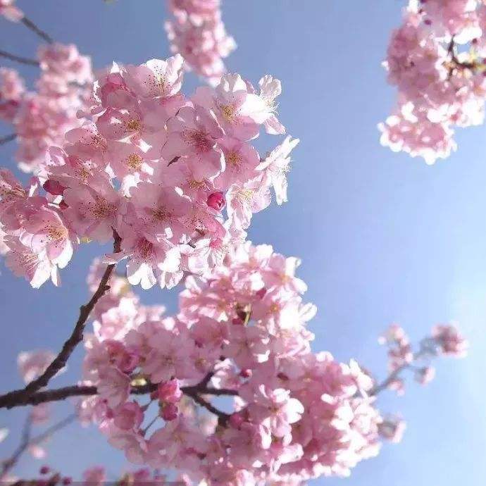 Spring Drops