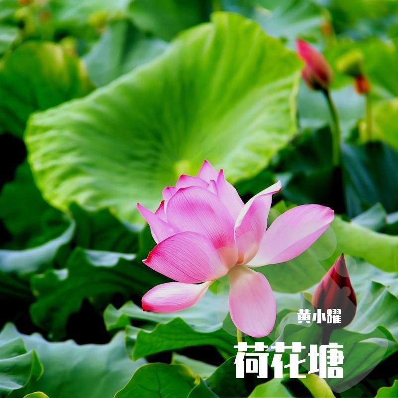 荷花塘