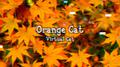 Orange Cat专辑