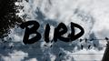 BIRD专辑