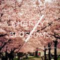 Cherry Blossoms