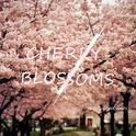 Cherry Blossoms专辑