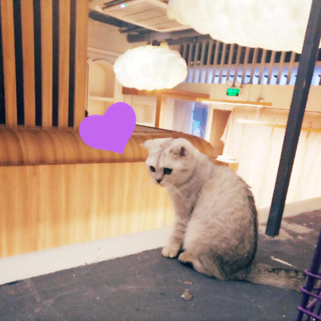 我去过一次猫咖