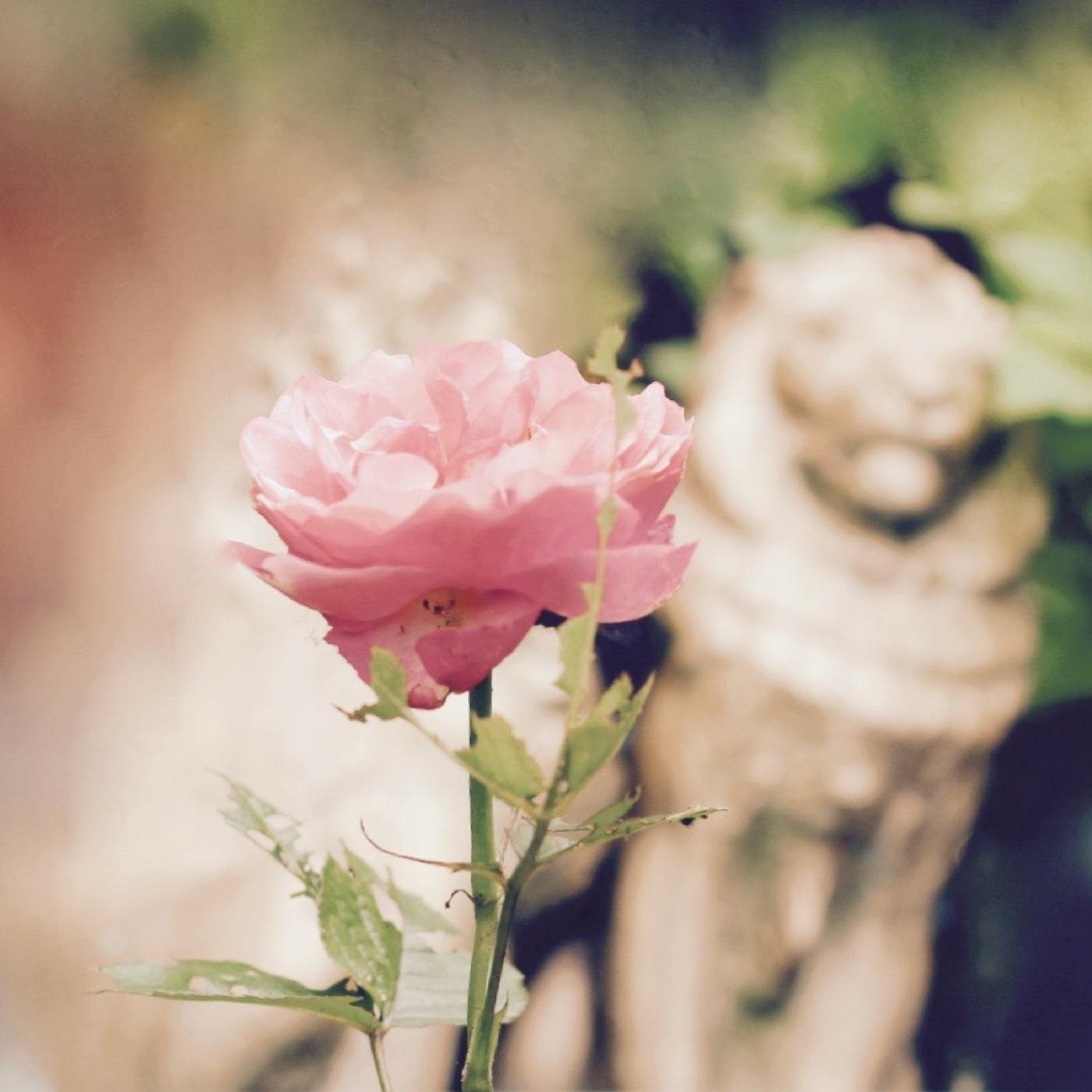 A Rose