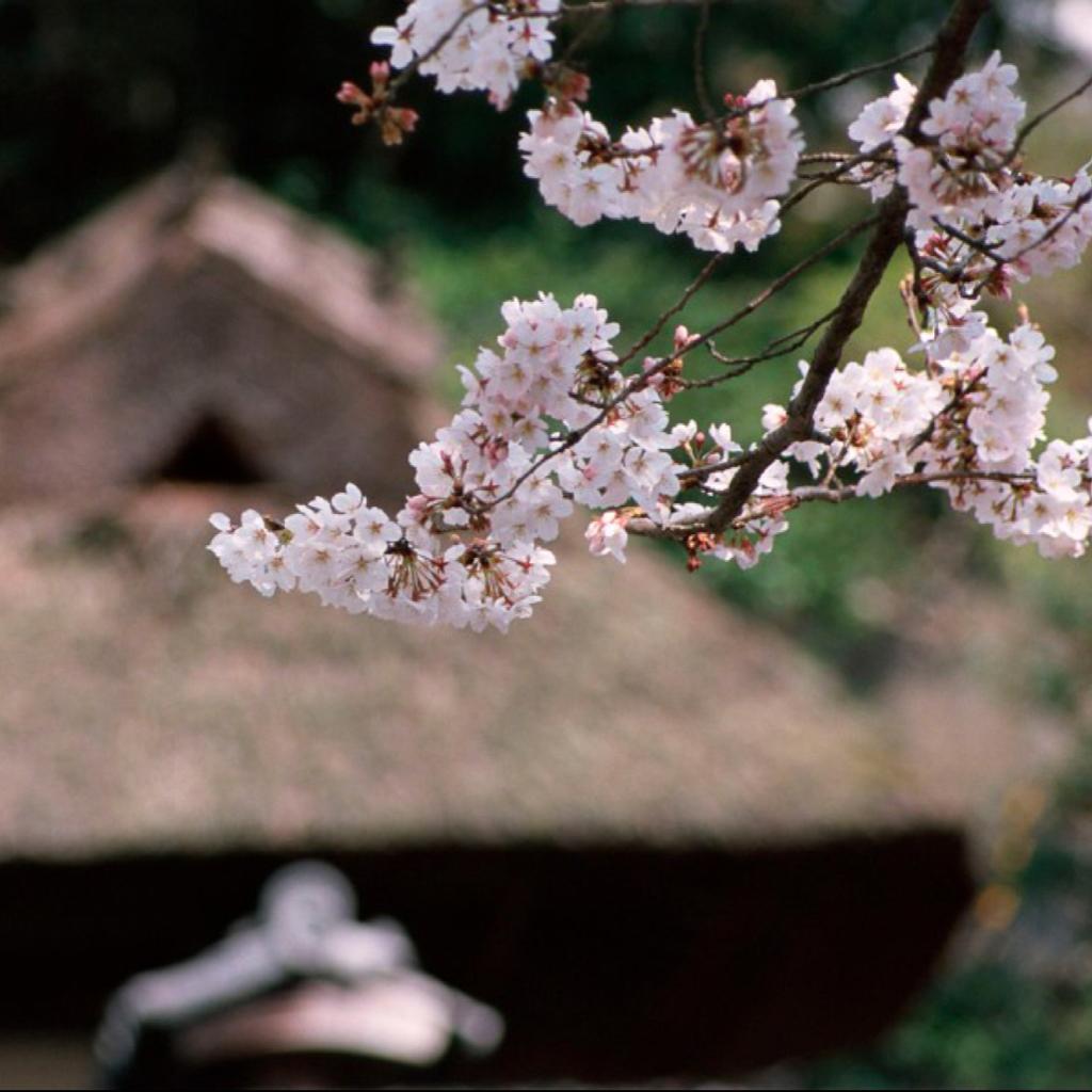 那些水过无痕，一点痴念的日文歌曲 | 在线播放 | 网易云音乐