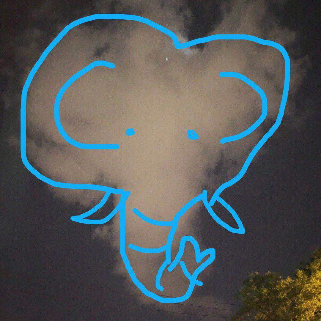 A calf elephant in the cloud专辑