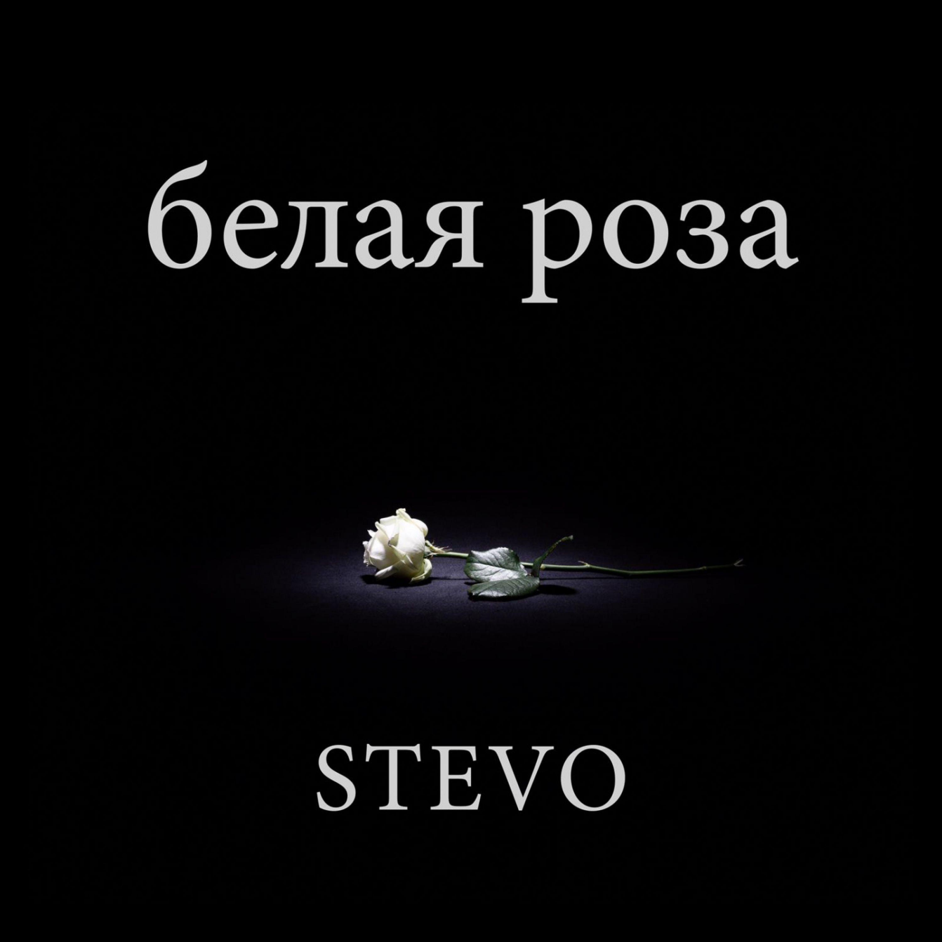 Белая роза