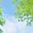Summer Tree