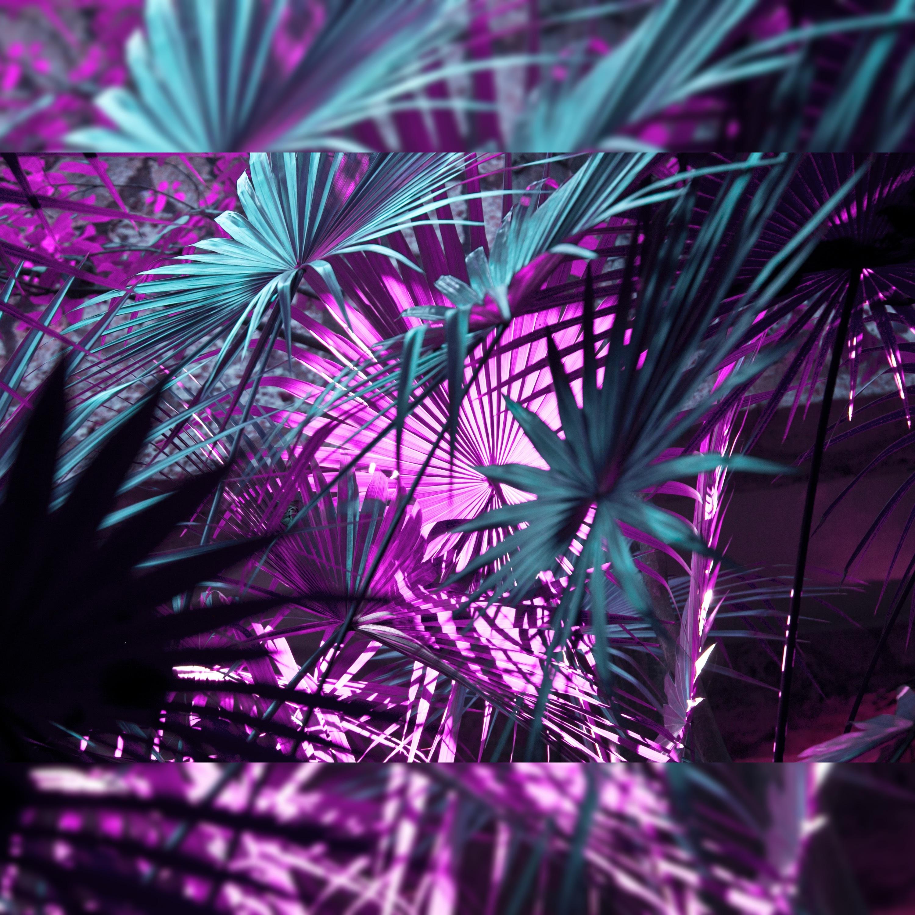 Purple Game