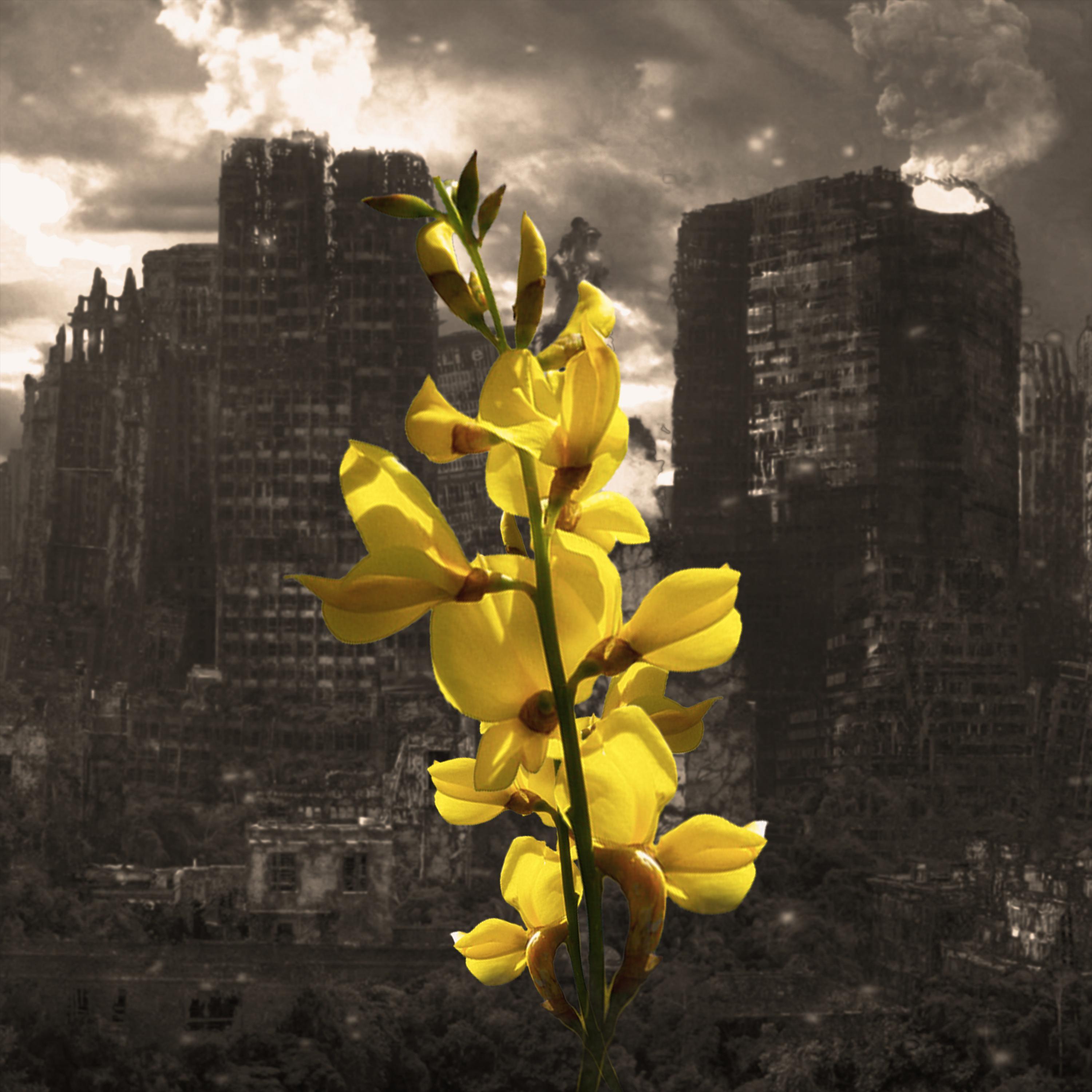 Le Ginestre