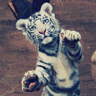 * ⊰ᴜʏɢᴜʀ - ᴍᴜsɪᴄ ᶠᵐ