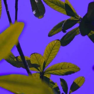 静心纯音：想和你漫步在黄昏里