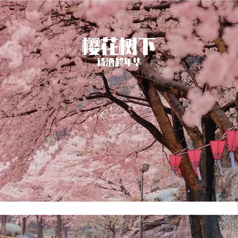 樱花树下