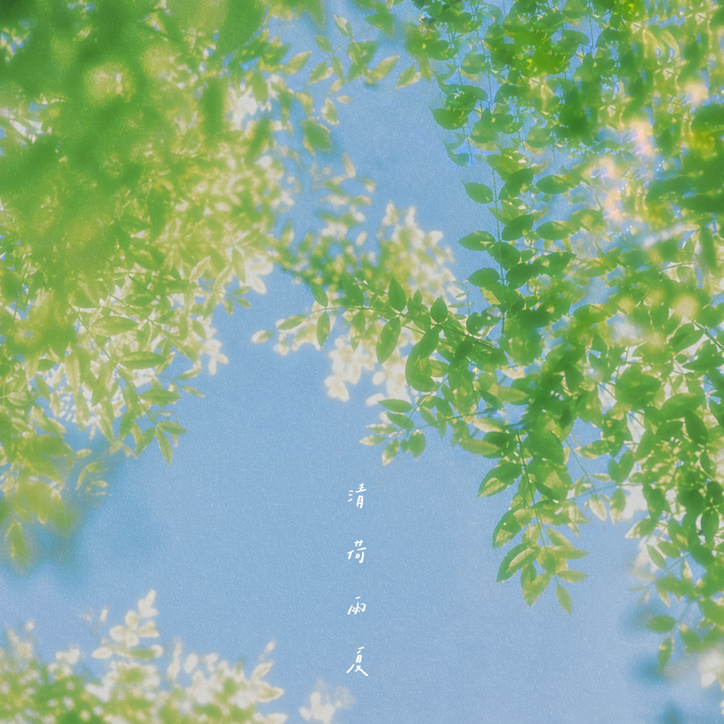 清荷·雨夏