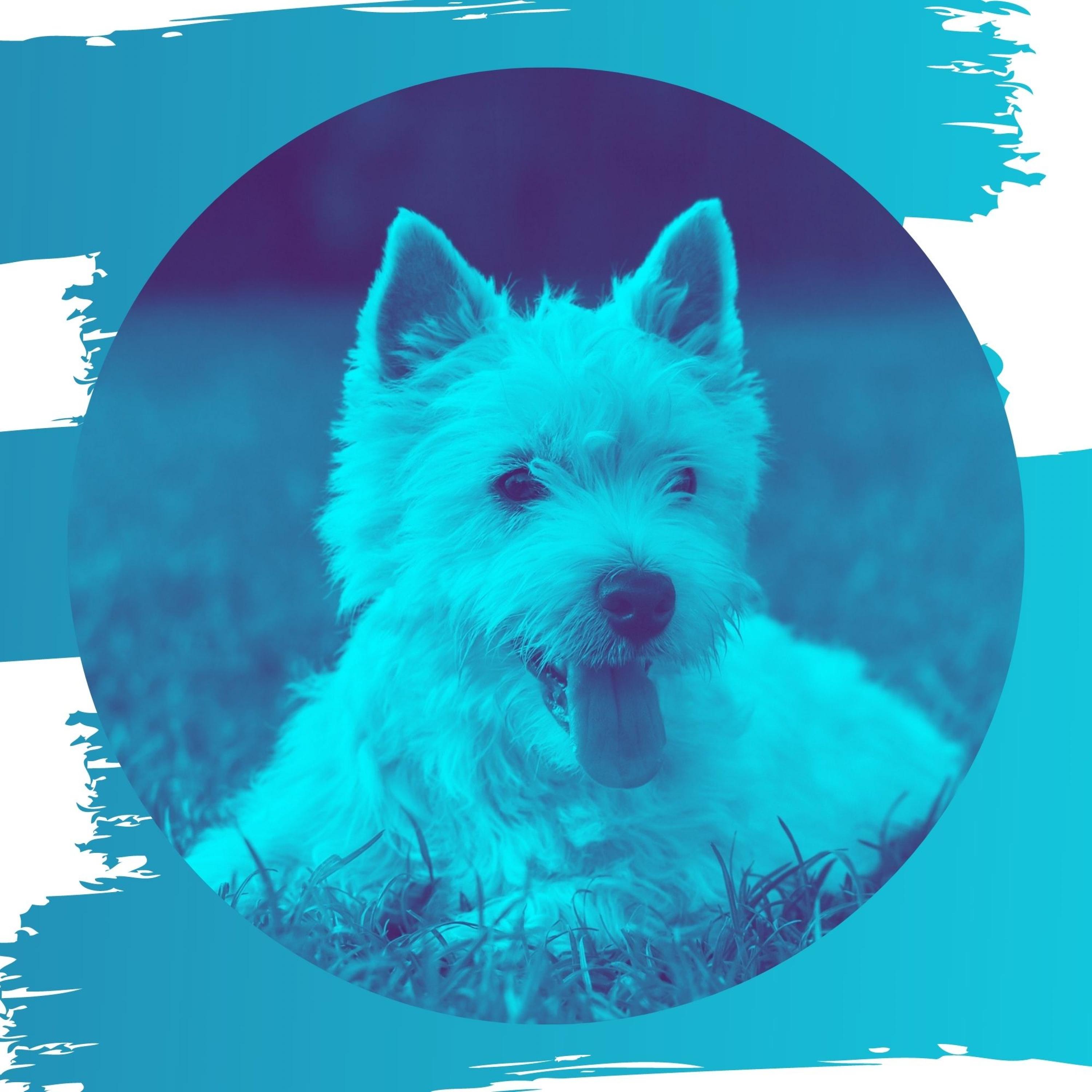 Calm Calming Puppies