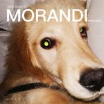 Morandi(Demo)专辑