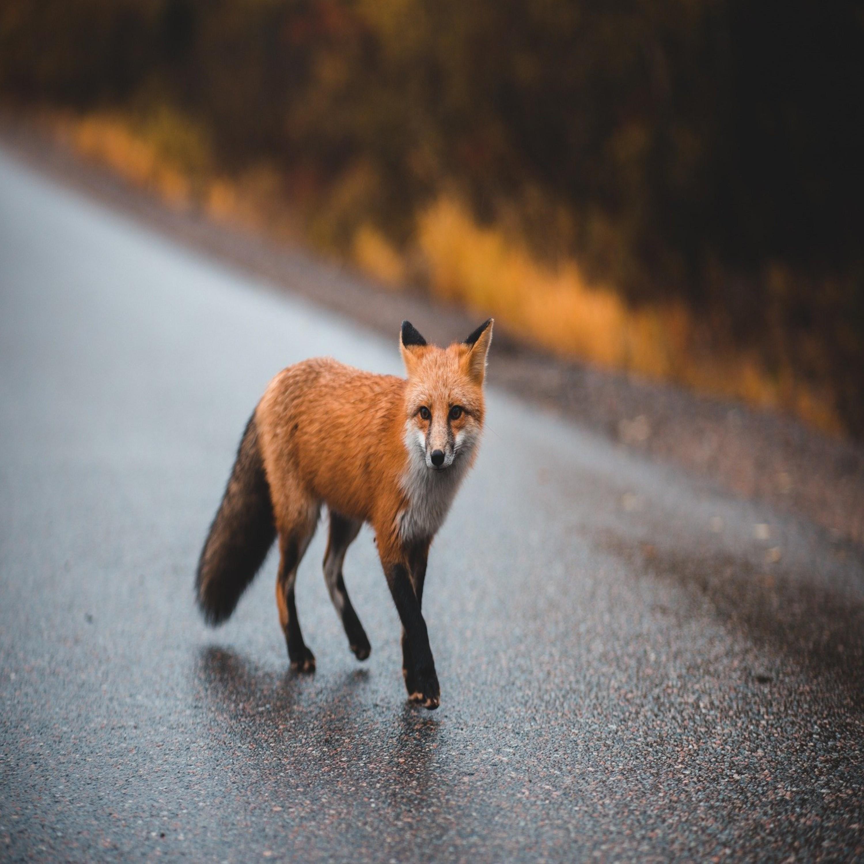 I Love FOX